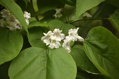 Catalpa speciosa