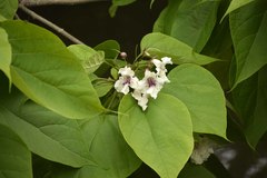 Catalpa speciosa