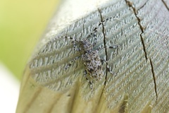 Aegomorphus clavipes