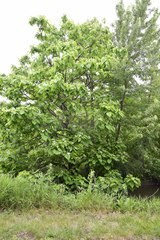 Catalpa speciosa