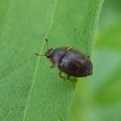 Stelidota geminata