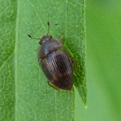 Stelidota geminata
