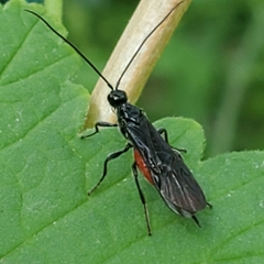 Atanycolus cappaerti