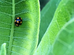 Brachiacantha ursina