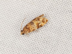 Lobesia aeolopa