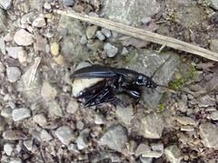 Abax parallelepipedus