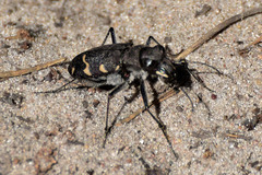 Cicindela sylvatica
