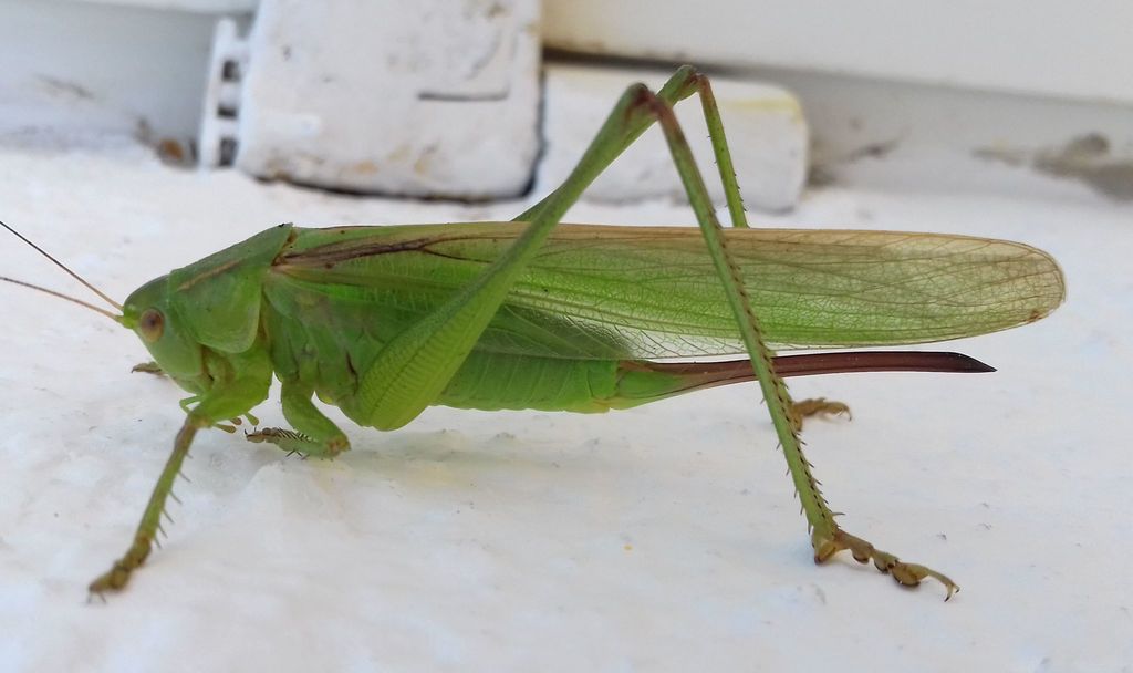 Gampsocleis schelkovnikovae