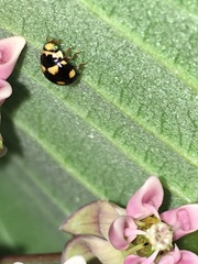 Brachiacantha ursina