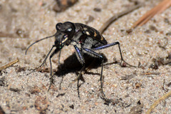 Cicindela sylvatica