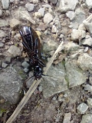Abax parallelepipedus