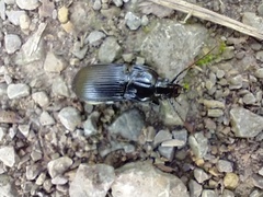 Abax parallelepipedus