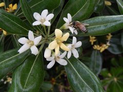 Apis mellifera ligustica