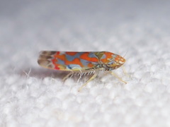 Erythroneura rubrella