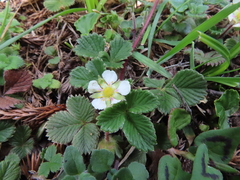 Fragaria hayatae