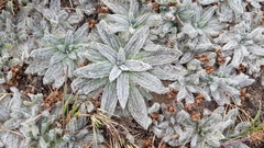 Plantago nivalis