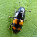 Picnic Beetle - Photo (c) molanic, some rights reserved (CC BY-NC), uploaded by molanic