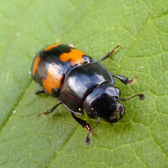 Glischrochilus fasciatus