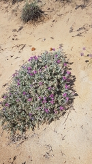 Oxytropis lanata
