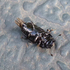 Glischrochilus fasciatus