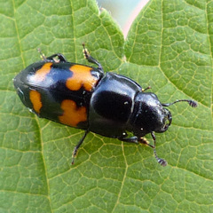 Glischrochilus fasciatus