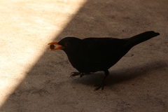 Turdus merula cabrerae