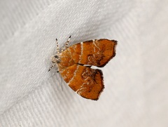 Choreutis achyrodes