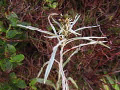 Omalotheca sylvatica