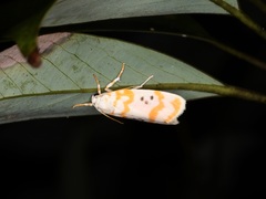 Cyana interrogationis