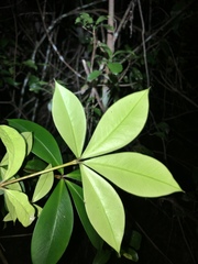 Alyxia magnifolia