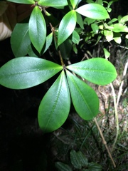 Alyxia magnifolia