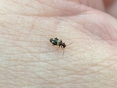 Microhoria