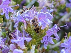 Microhoria