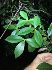 Alyxia magnifolia