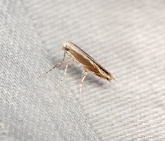 Epicephala lativalvaris