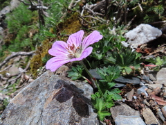 Geranium hayatanum