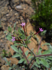 Allophyllum divaricatum