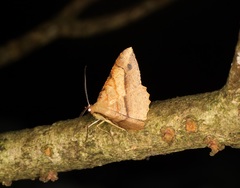 Pseudonadagara semicolor