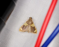 Rehimena phrynealis