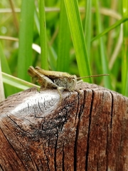 Chorthippus biguttulus