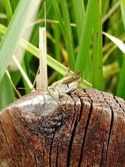 Chorthippus biguttulus