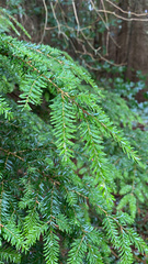 Tsuga heterophylla