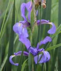 Iris spuria