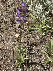 Penstemon rydbergii