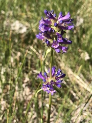 Penstemon rydbergii