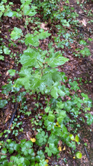 Grossulariaceae
