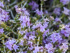 Microhoria