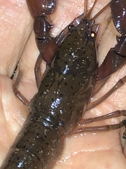 Cherax