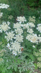 Heracleum sphondylium