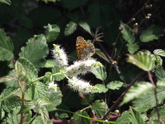 Melitaea deione